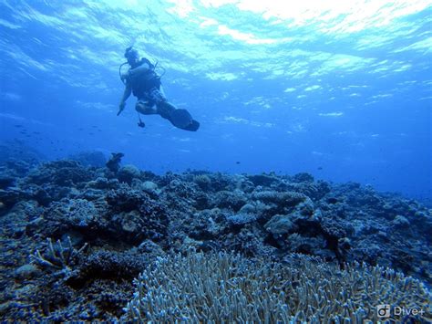 best snorkeling in cebu|10 Best Philippines Snorkeling Destinations.